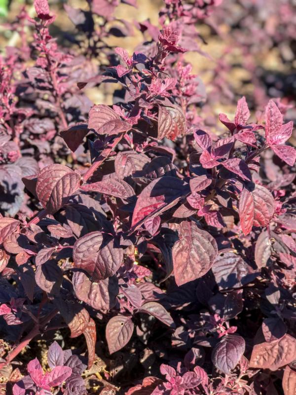 7 Red Velvet Plantjpg